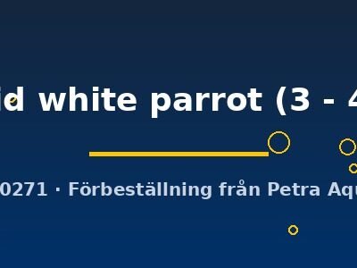 Cichlasoma hybrid white parrot 3–4 cm