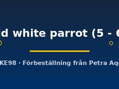 Cichlasoma hybrid white parrot 5–6 cm