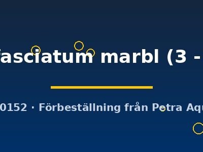 nigrofasciatum marbl (3 - 4 cm)