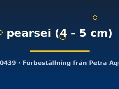 pearsei (4 - 5 cm)