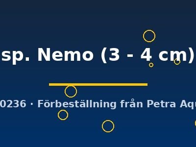 Cichlasoma sp. Nemo 3–4 cm