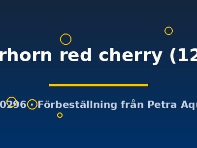 Cichlasoma sp. flowerhorn red cherry 12–13 cm