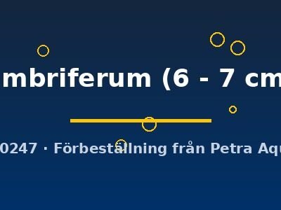umbriferum (6 - 7 cm)