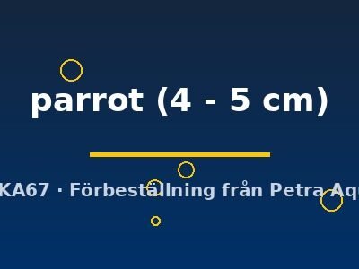 parrot (4 - 5 cm)