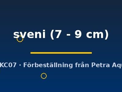 sveni (7 - 9 cm)
