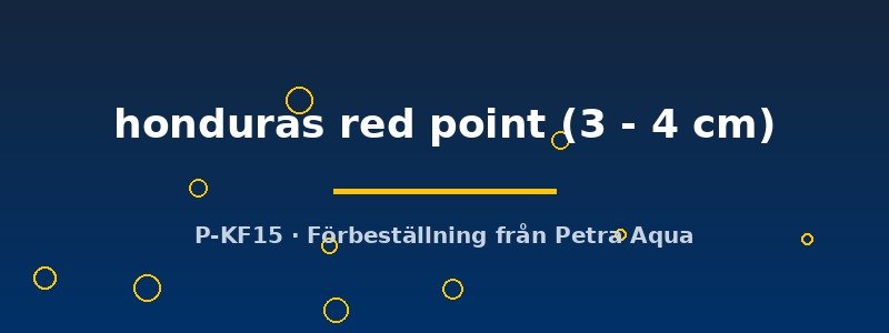 petra-ph2-173724 petra-ph2-173724