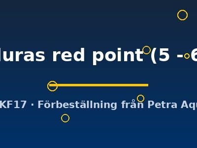 Cryptoheros honduras red point 5–6 cm