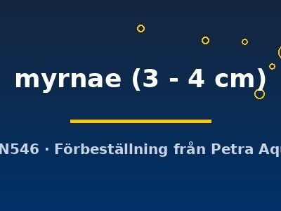 myrnae (3 - 4 cm)