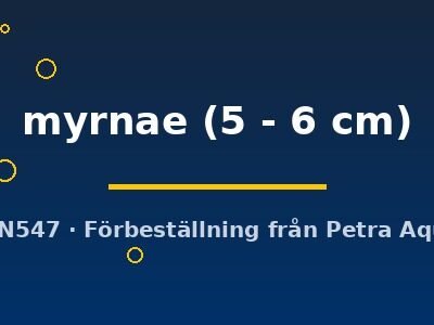 myrnae (5 - 6 cm)