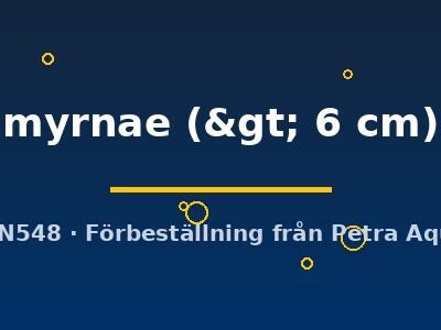 myrnae (> 6 cm)