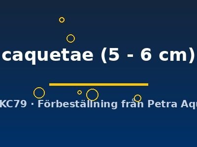 caquetae (5 - 6 cm)