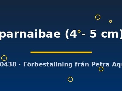 parnaibae (4 - 5 cm)