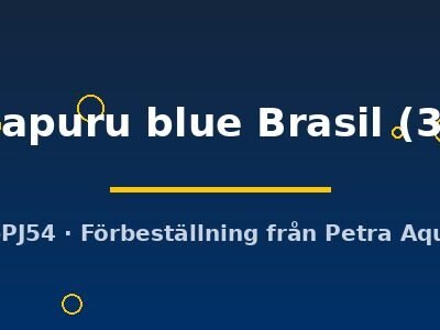 Heros sp. Manacapuru blue Brasil 3–4 cm