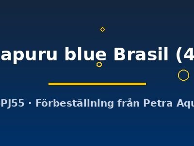Heros sp. Manacapuru blue Brasil 4–5 cm