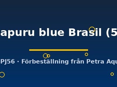 Heros sp. Manacapuru blue Brasil 5–6 cm