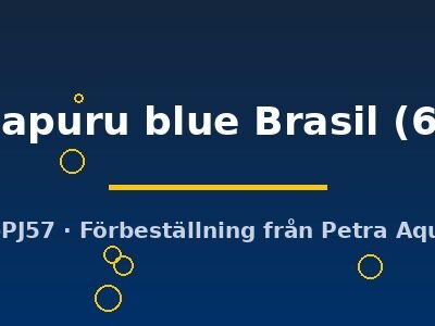Heros sp. Manacapuru blue Brasil 6–7 cm