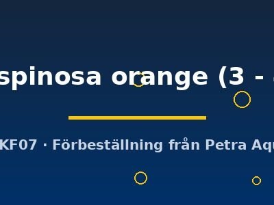 multispinosa orange (3 - 4 cm)