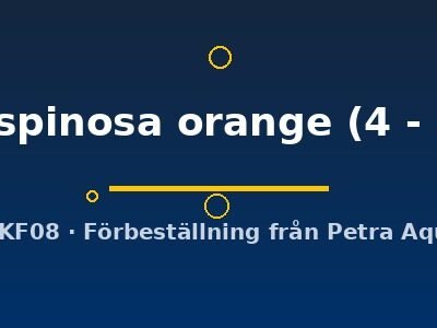multispinosa orange (4 - 5 cm)