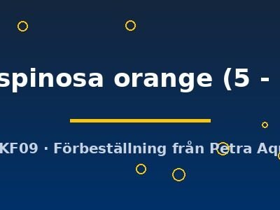 multispinosa orange (5 - 6 cm)