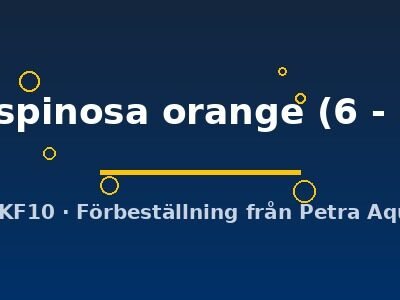 multispinosa orange (6 - 8 cm)