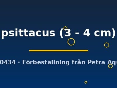 psittacus (3 - 4 cm)