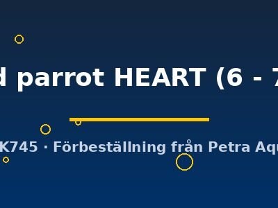 Hybrid blood parrot HEART 6–7 cm