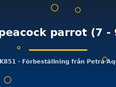 Hybrid blue peacock parrot 7–9 cm