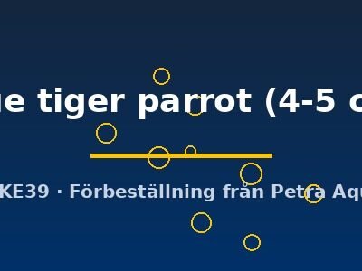 Hybrid blue tiger parrot 4–5 cm