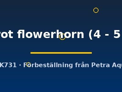 parrot flowerhorn (4 - 5 cm)