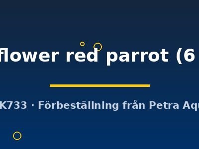 Hybrid tattoo flower red parrot 6–7 cm