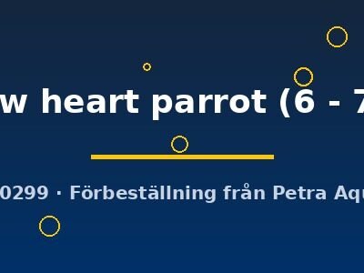 yellow heart parrot (6 - 7 cm)