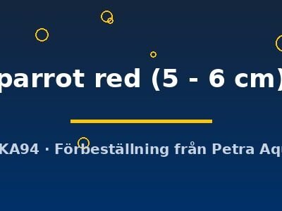 parrot red (5 - 6 cm)