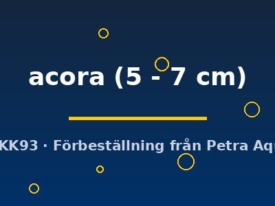 Mesonauta acora 5–7 cm