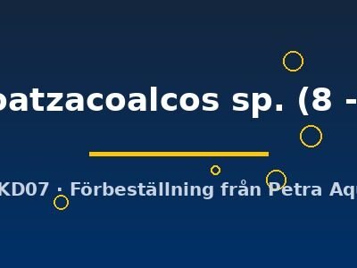 vieja Coatzacoalcos sp. (8 - 10 cm)
