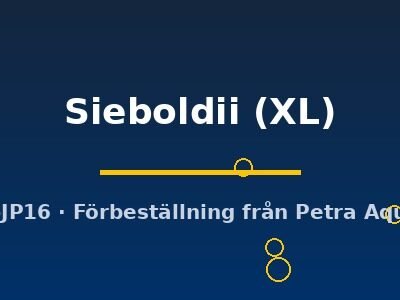 Sieboldii (XL)