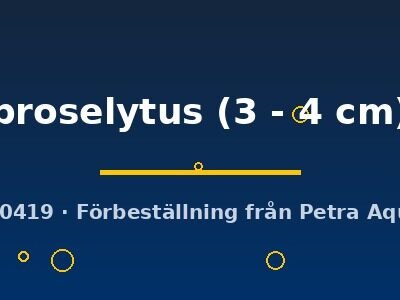 proselytus (3 - 4 cm)