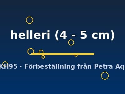 helleri (4 - 5 cm)
