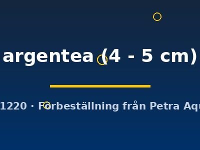 Vieja argentea 4–5 cm