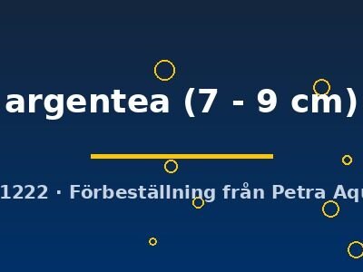 Vieja argentea 7–9 cm