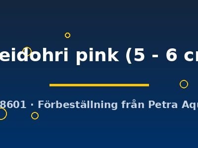 Vieja breidohri pink 5–6 cm