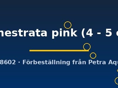 frenestrata pink (4 - 5 cm)