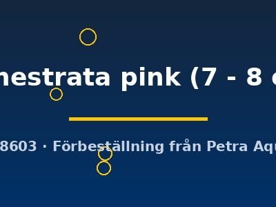 frenestrata pink (7 - 8 cm)