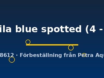 synspila blue spotted (4 - 5 cm)