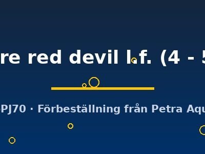 scalare red devil l.f. (4 - 5 cm)