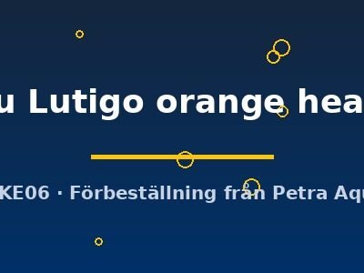 Pterophyllum scalare Manacapuru Lutigo orange head 4–5 cm