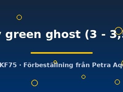 Pterophyllum scalare Pinoy green ghost 3–3,5 cm