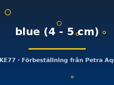 Pterophyllum scalare blue 4–5 cm