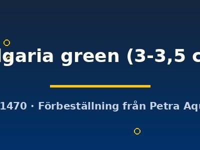 bulgaria green (3-3,5 cm)