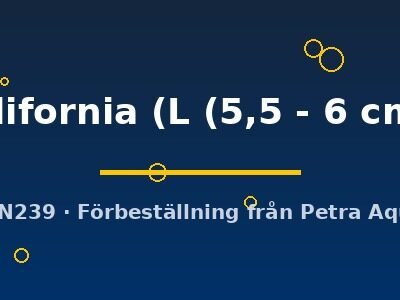 california (L (5,5 - 6 cm))