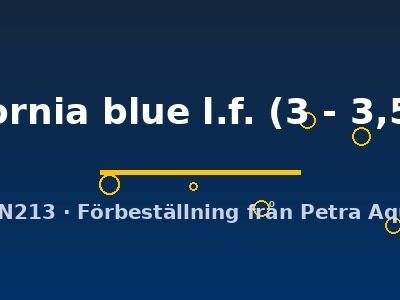 california blue l.f. (3 - 3,5 cm)